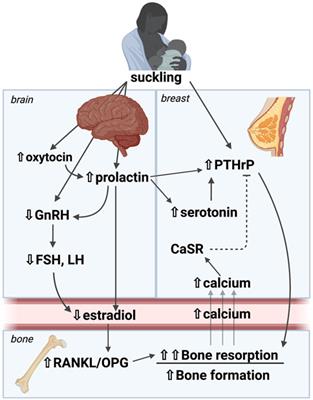 Crosstalk within a brain-breast-bone axis regulates mineral and skeletal metabolism during lactation